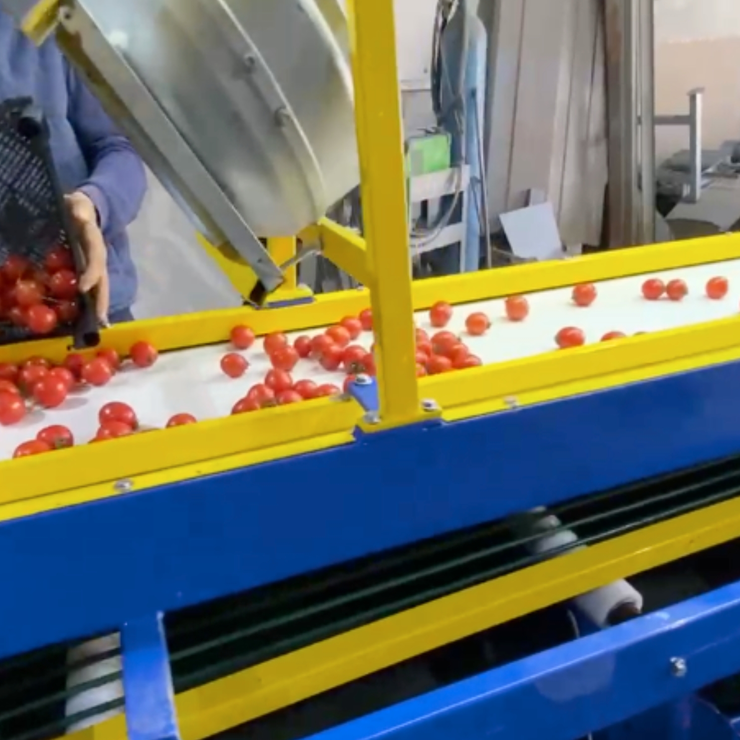 Tomato Sizing Machine