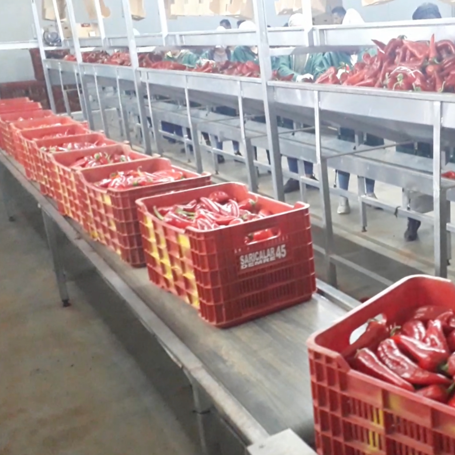 Fruit and Vegetable Processing Trays
