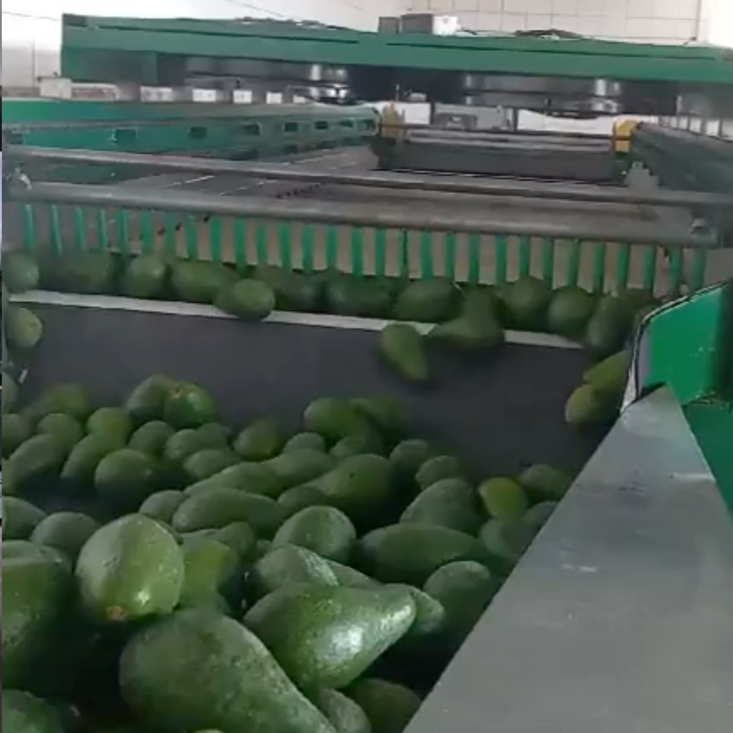Avocado Washing, Drying, and Processing Machine