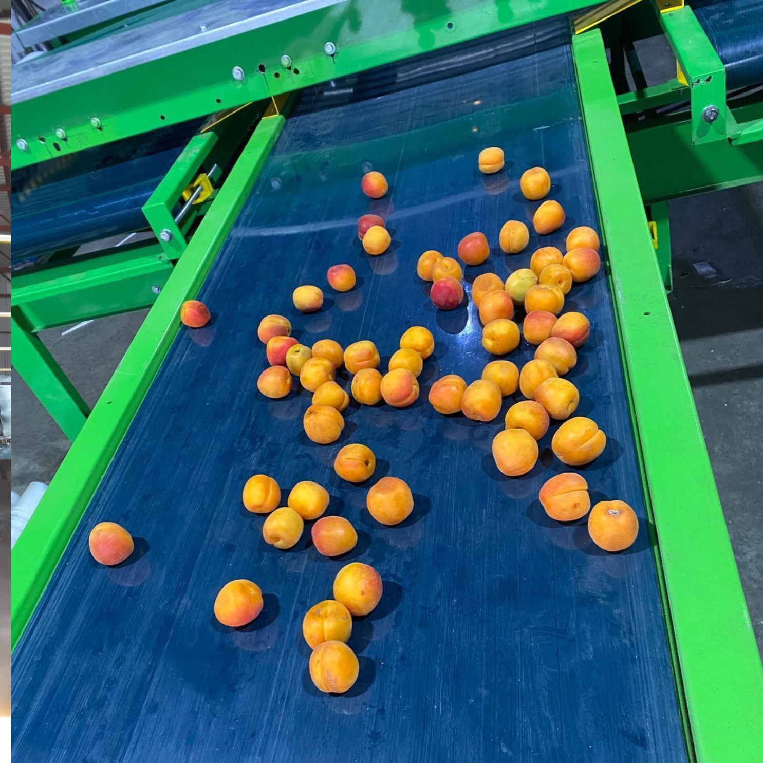 Apricot Sizing Machine