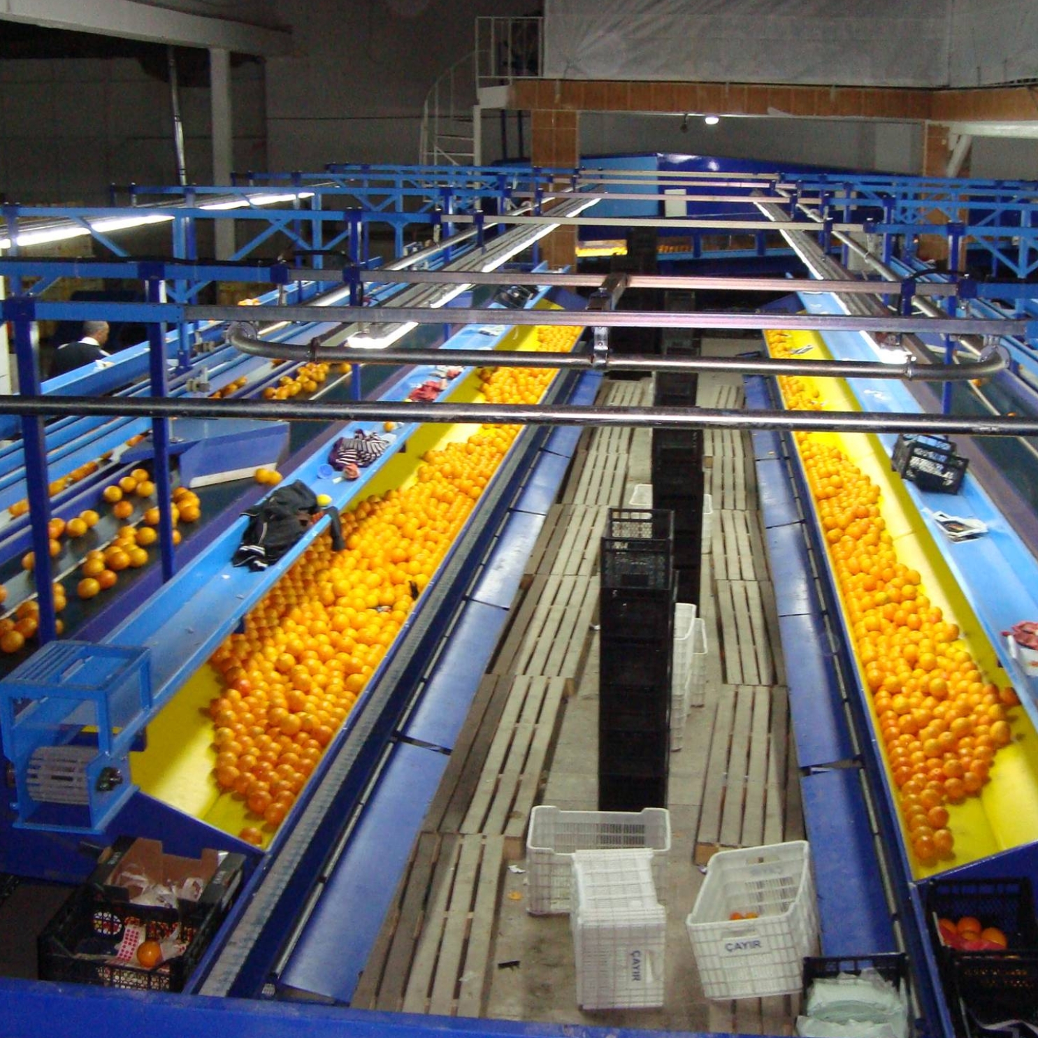 Citrus Packaging Facility